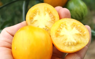 Salattomate Zebrago