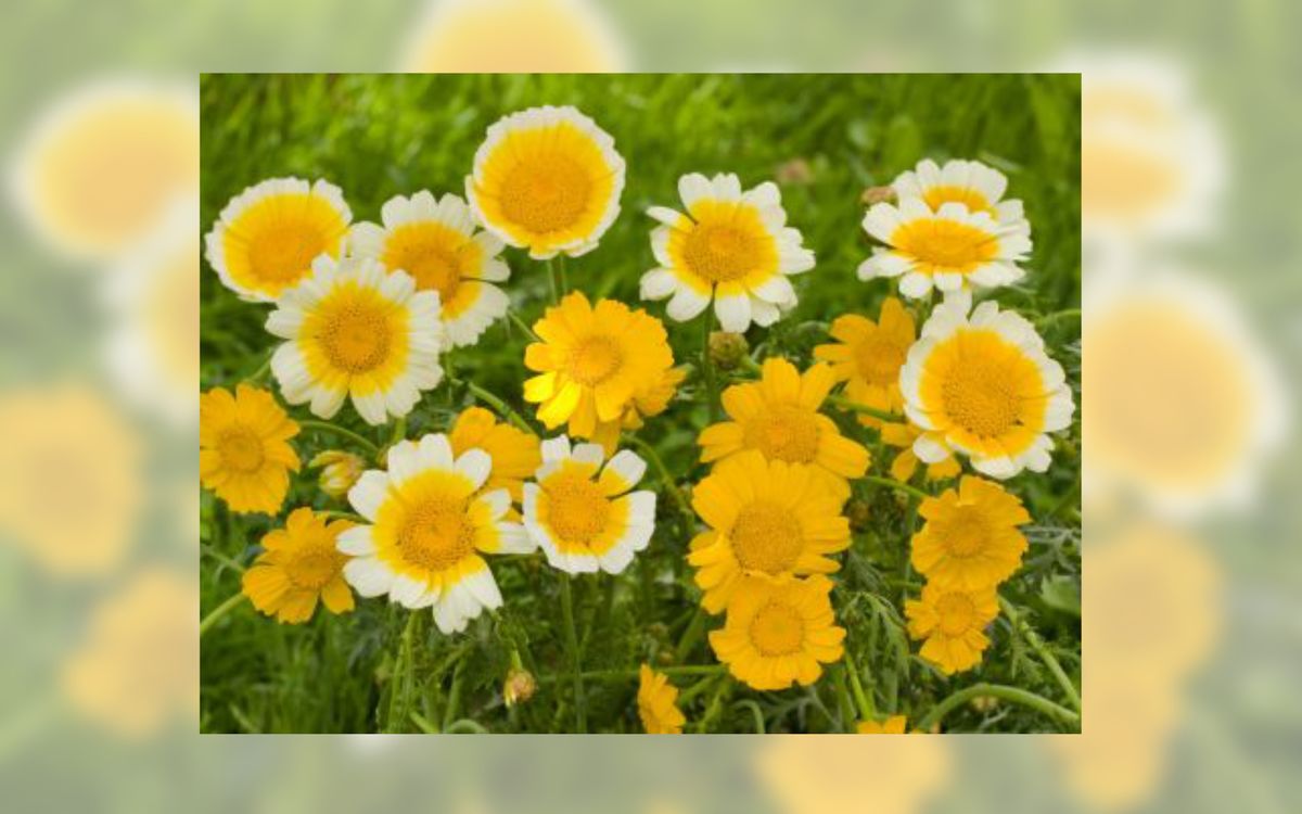 Speisechrysantheme