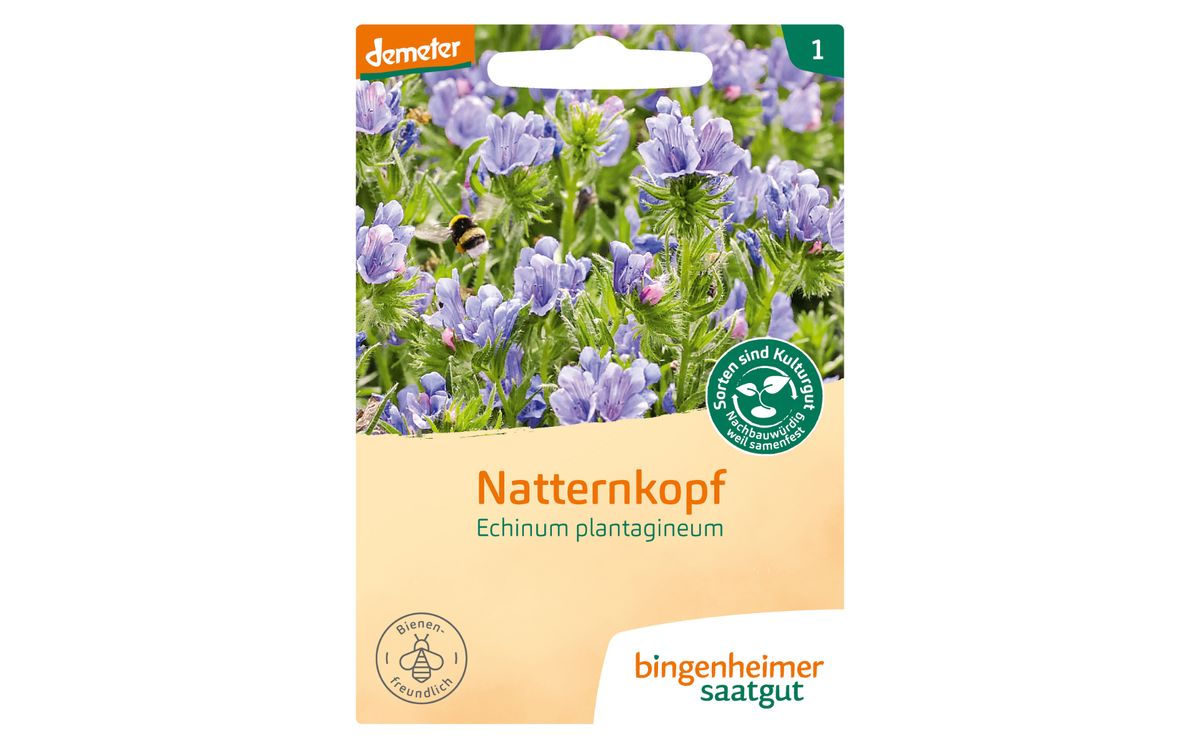 Wegerichblättriger Natternkopf