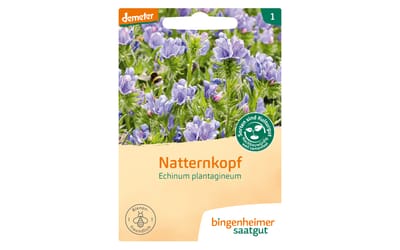 Wegerichblättriger Natternkopf