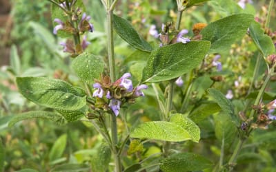 Salbei