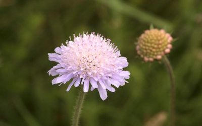 Witwenblume