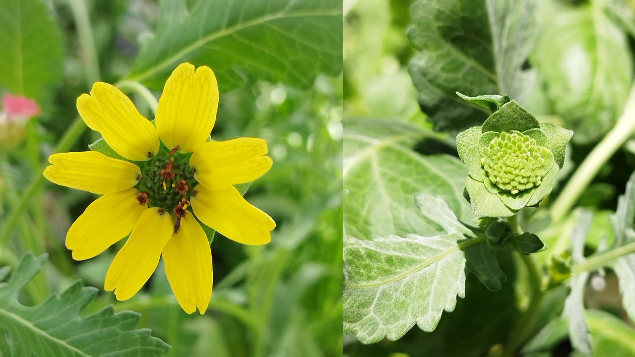 Schokoladenblume