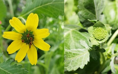 Schokoladenblume