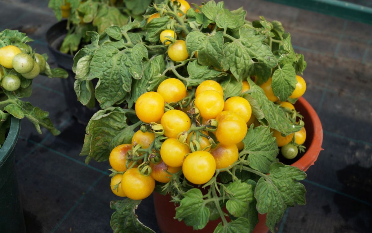 Buschtomate Boka 