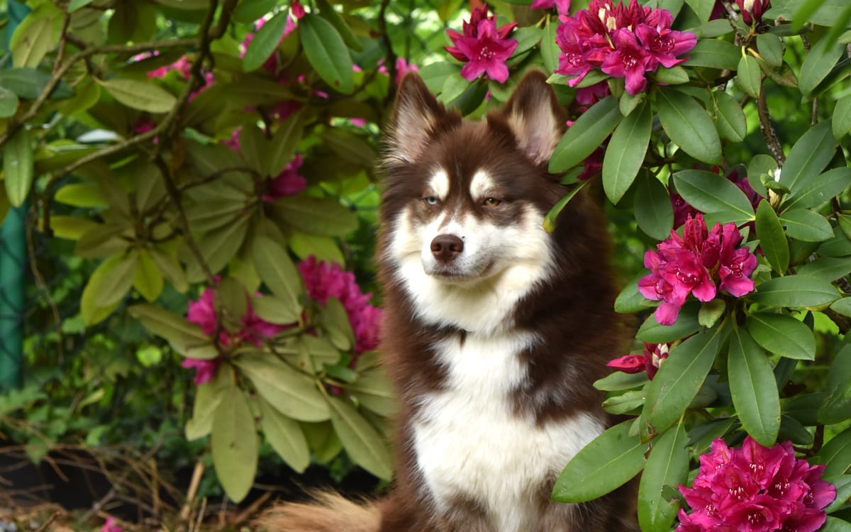 Hund vor Rhododendron