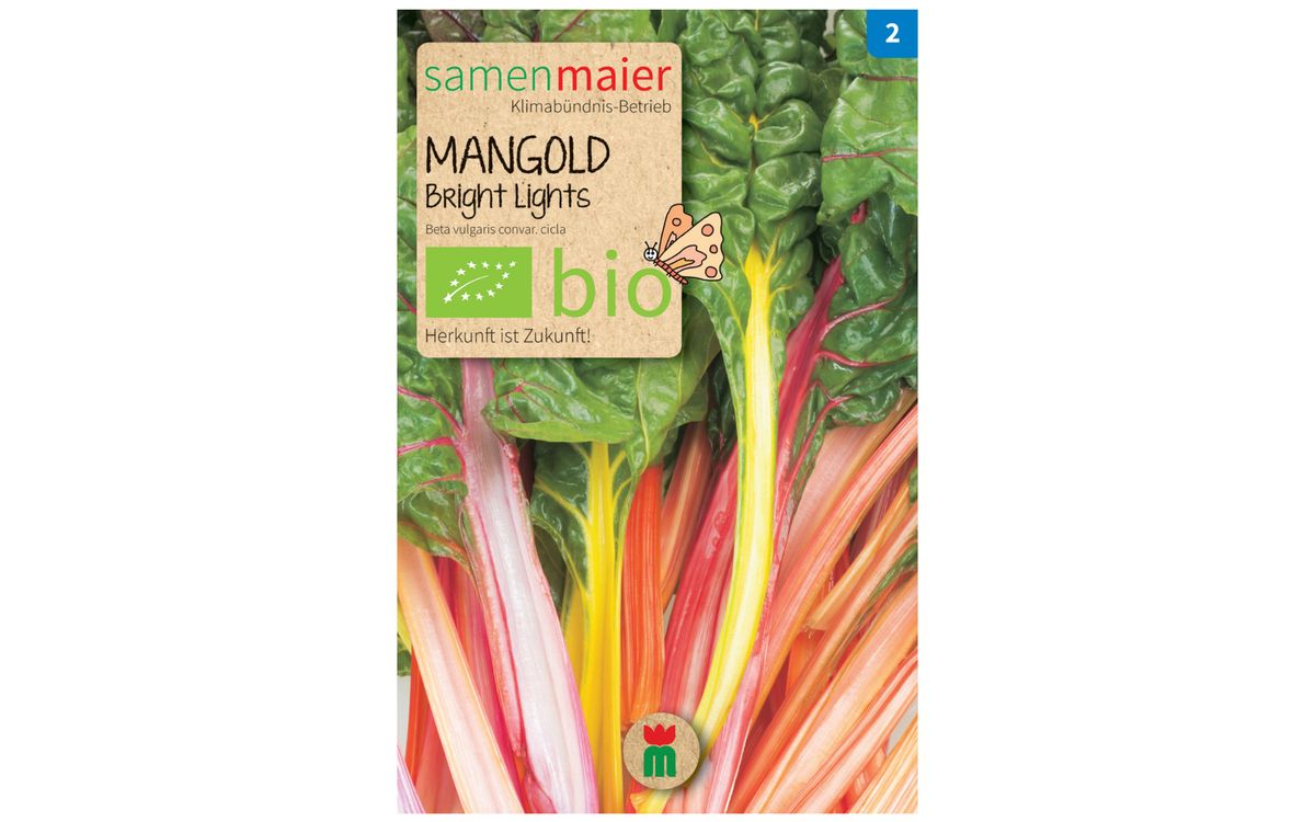 Mangold Bright Lights