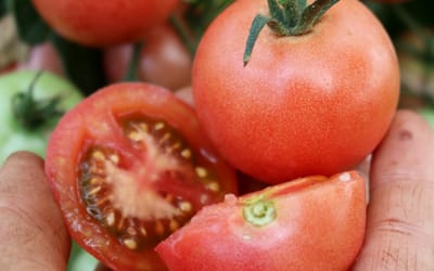 Salattomate Blicello
