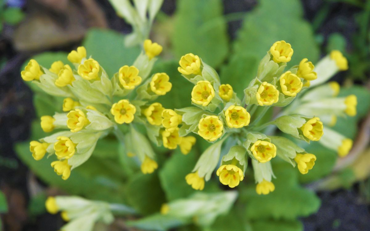 Echte Schlüsselblume