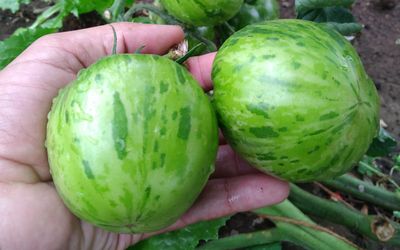 Green Zebra