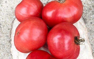 Tomate Potager de Vilvoorde