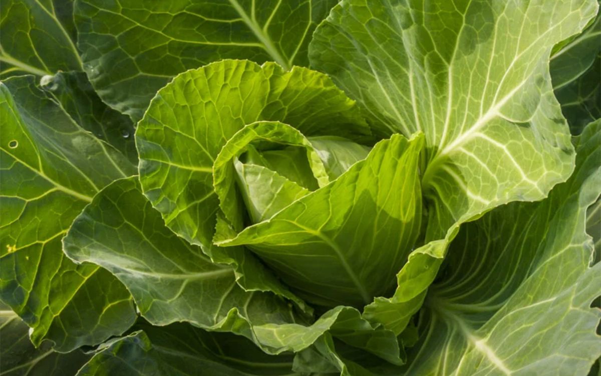 Coeur de Boeuf des Vertus