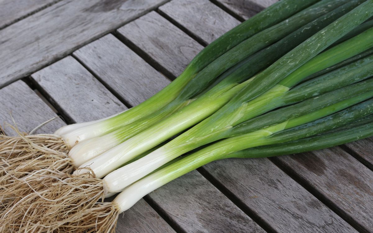 Ishikura Long White