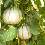 Kürbis & Melone