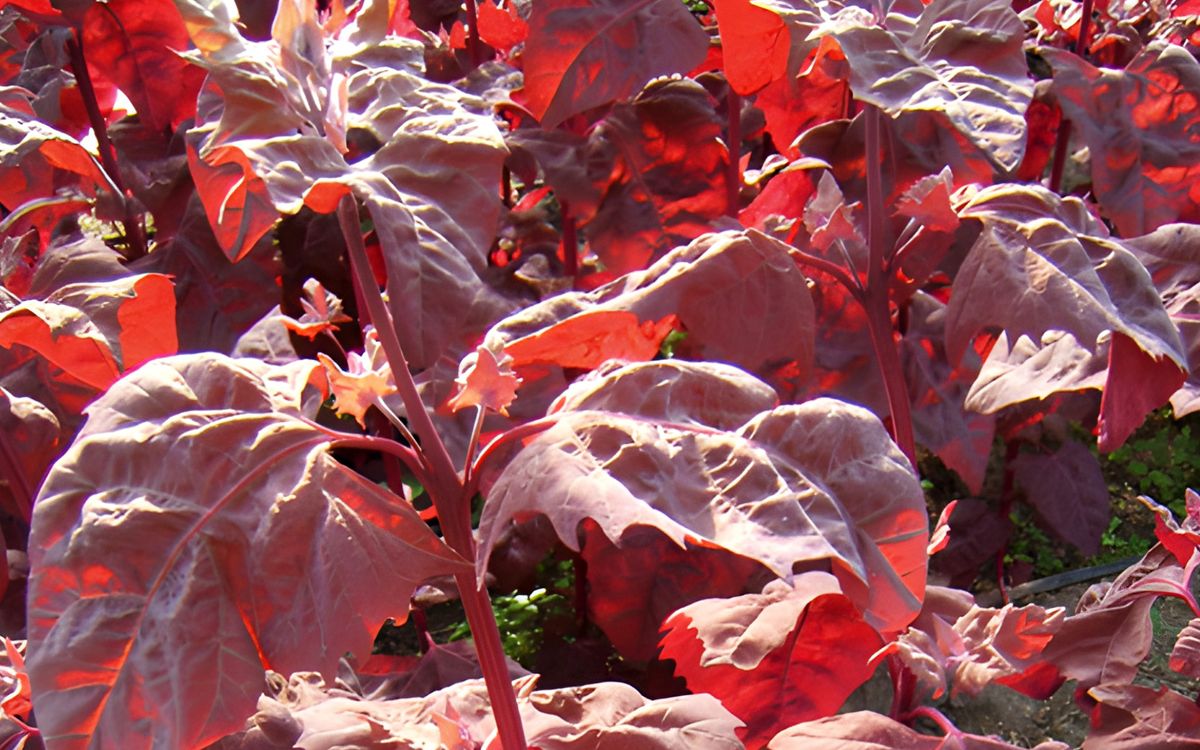 Gartenmelde rubinrot