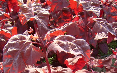 Gartenmelde rubinrot