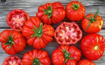 Tomate Rosso Sicilian
