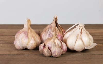 Knoblauch Germidour