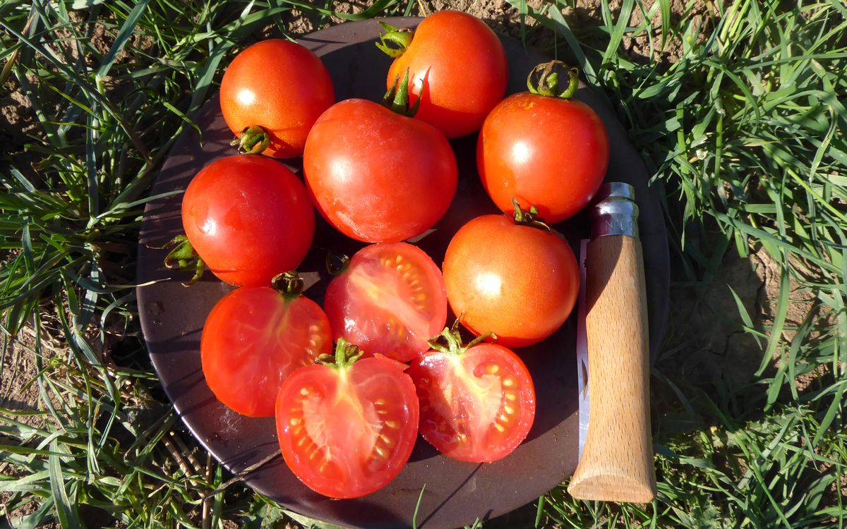 Buschtomate Gutingi