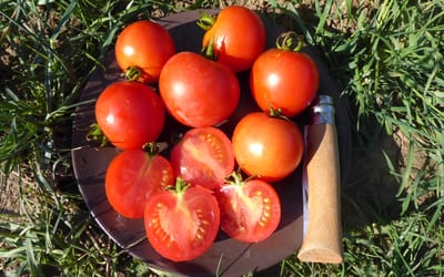 Buschtomate Gutingi