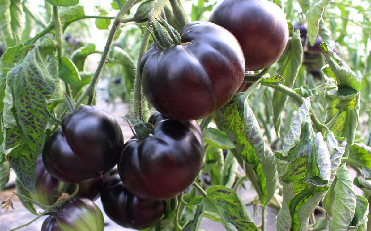 Tomate Black Beauty 