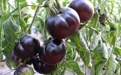 Tomate Black Beauty 