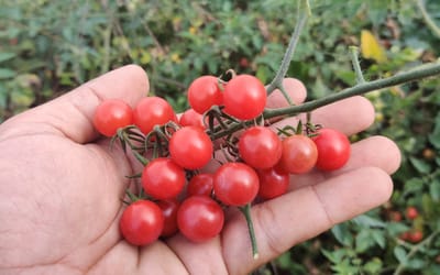 Rote Johannisbeertomate