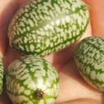 Gemüse Raritäten