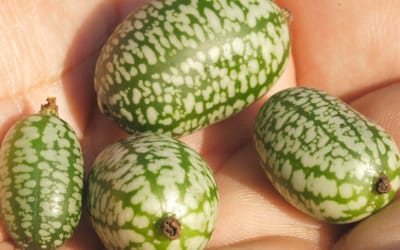 Gemüse Raritäten