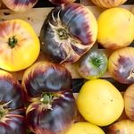 Zwei- / Mehrfarbige Tomatensorten