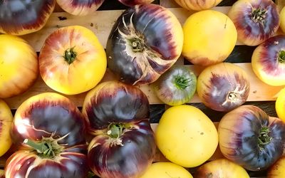 Zwei- / Mehrfarbige Tomatensorten