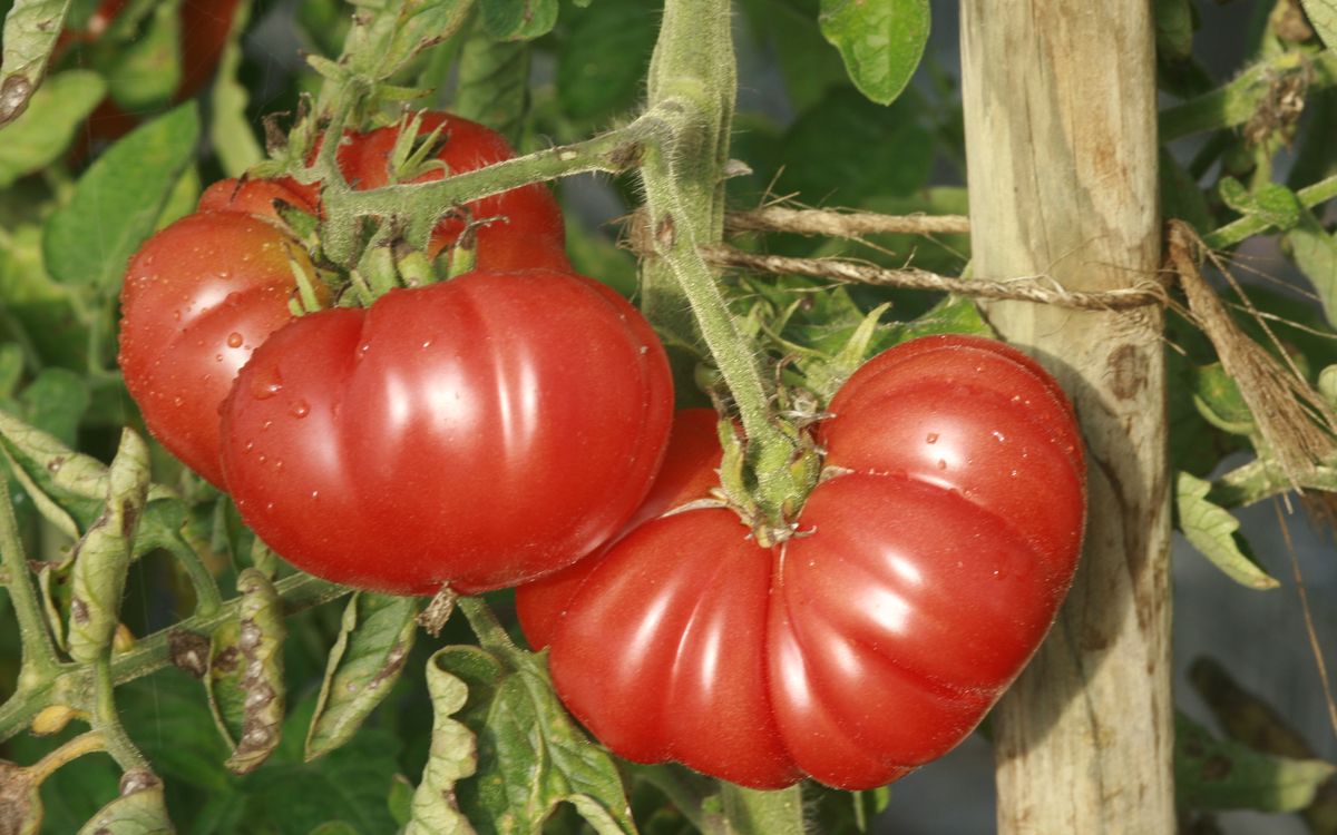 Costoluto Genovese