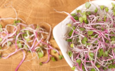 Keimsprossen und Microgreens