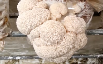 Igelstachelbart - BIO Pilzzucht-Set