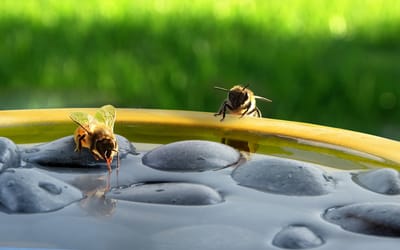 Bienen- und Schmetterlingstränke