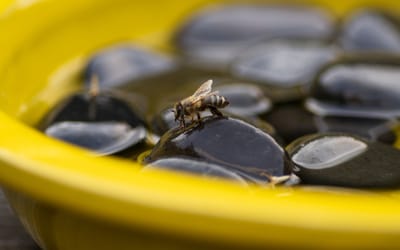 Bienen- und Schmetterlingstränke
