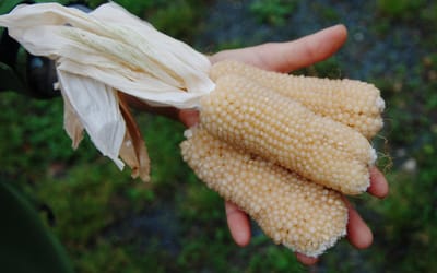 Popcornmais Bear Paw