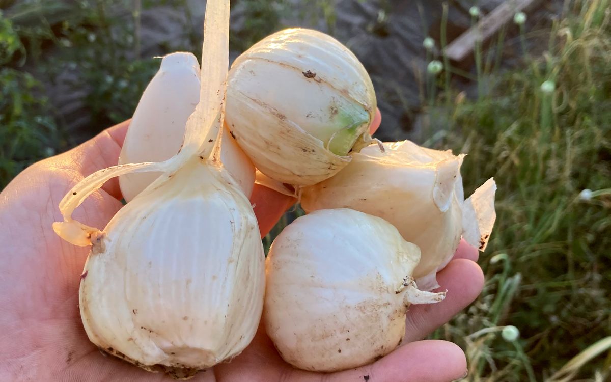 Spanischer Elefantenknoblauch