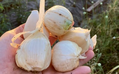Spanischer Elefantenknoblauch