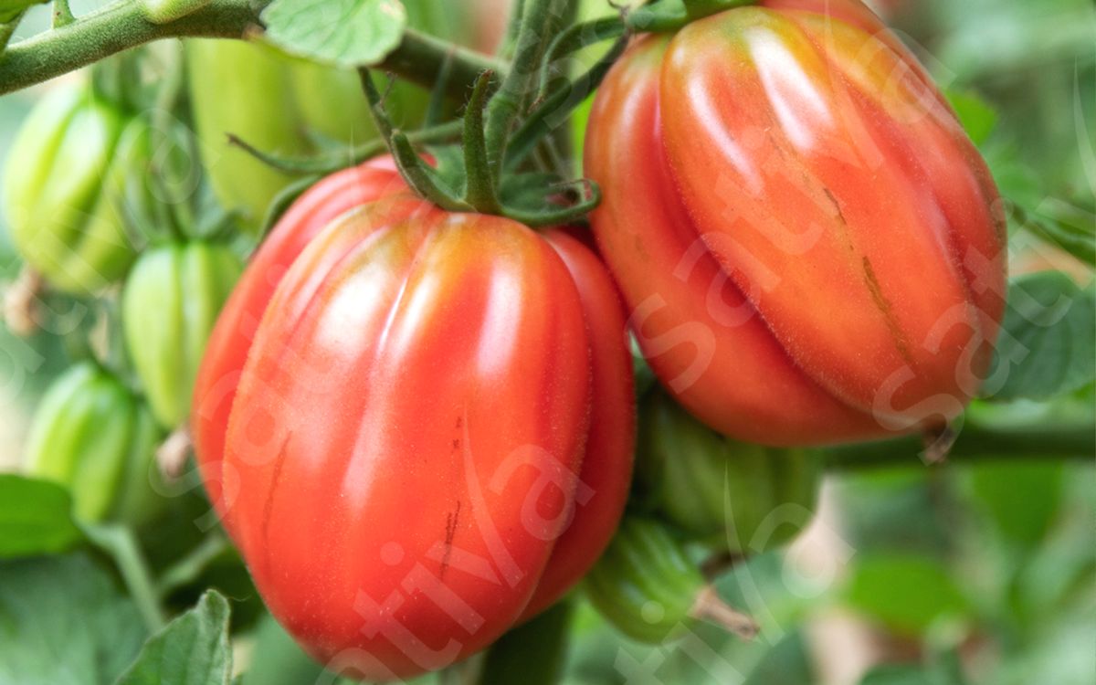 Coeur de Boeuf Albenga
