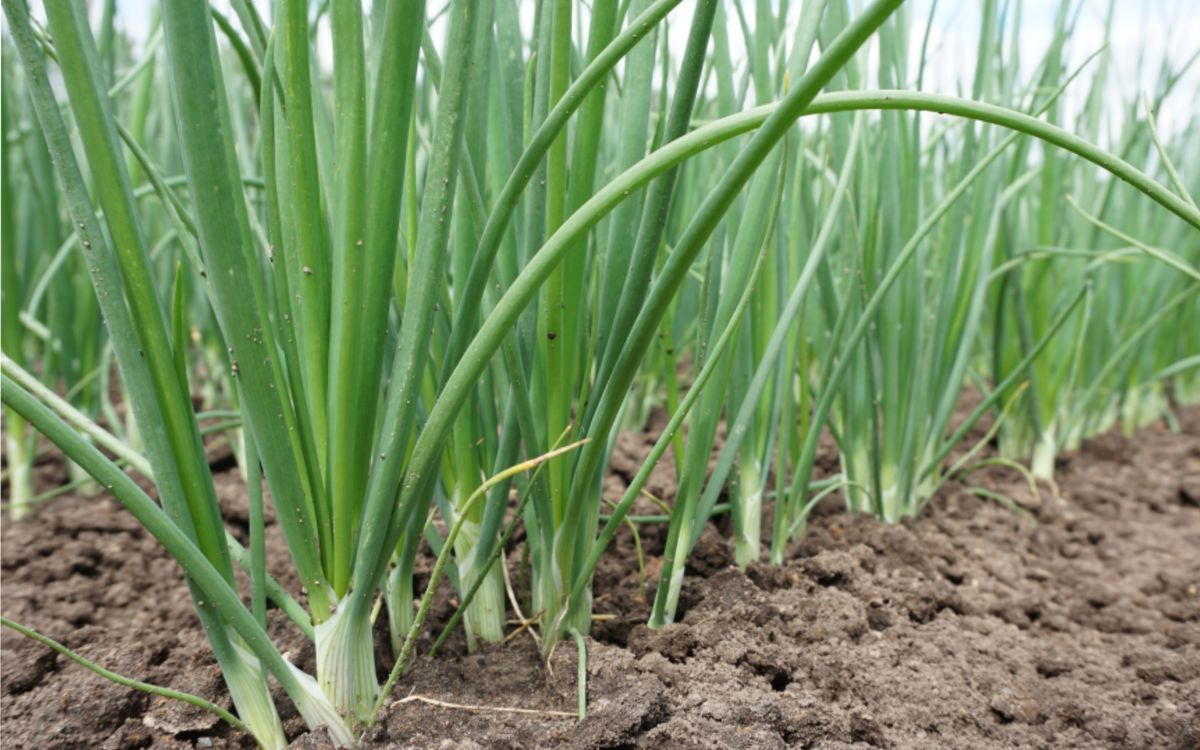 Spring Witte van Lissabon