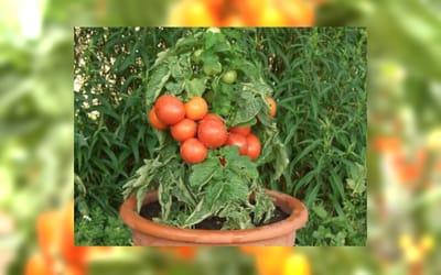 Rotkäppchen