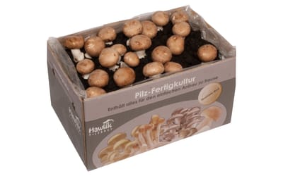 Steinchampignon - Fertigkultur