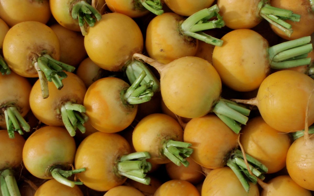 Jaune boule d'or