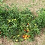 Buschtomaten / Dammtomaten