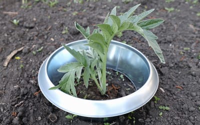 Großer Schneckenkragen aus Metall 