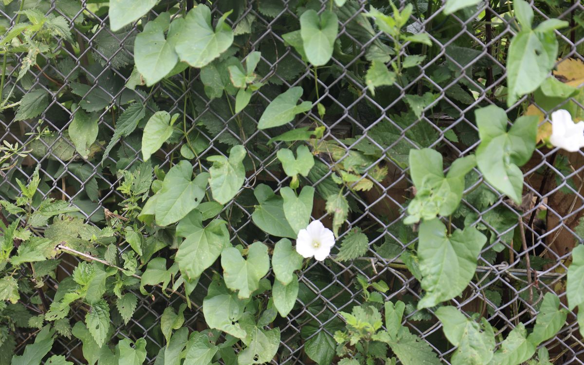 Zaunwinde mit weißen Blüten