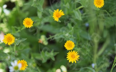 Ackerringelblume