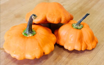 Gelber Patisson Lillesol