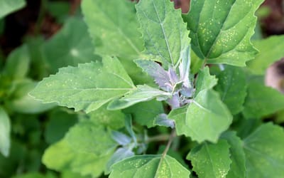 Gartenmelde, Weißer Gänsefuß erkennen und entfernen